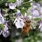 Mittwochsblümchen mit Besuch …