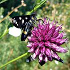 Mittwochsblümchen mit Besuch