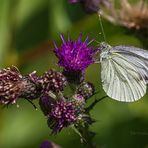 Mittwochsblümchen mit Besuch