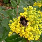 Mittwochsblümchen mit Besuch