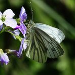 Mittwochsblümchen mit Besuch