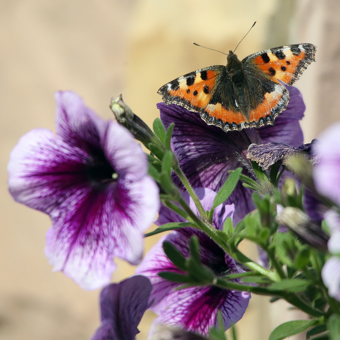 Mittwochsblümchen mit Besuch