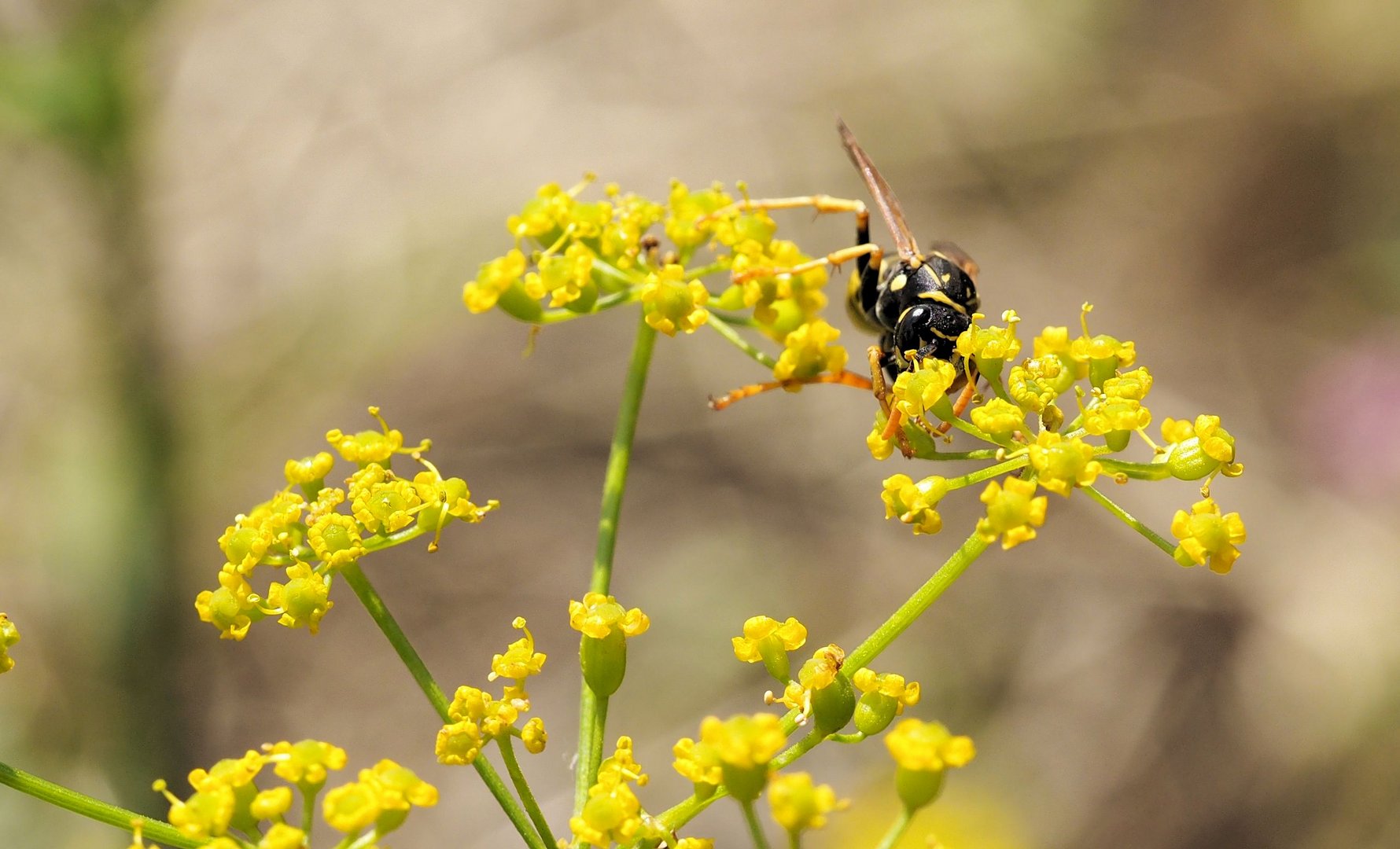 Mittwochsblümchen mit Besuch…