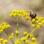 Mittwochsblümchen mit Besuch…