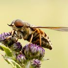 Mittwochsblümchen mit Besuch