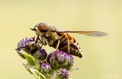 Mittwochsblümchen mit Besuch