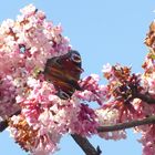 Mittwochsblümchen mit Besuch