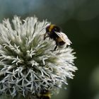 Mittwochsblümchen mit Besuch