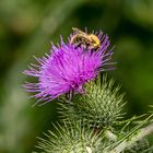 Mittwochsblümchen mit Besuch