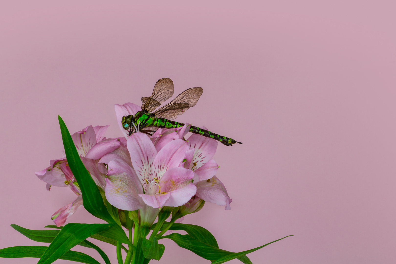 Mittwochsblümchen mit Besuch für Euch