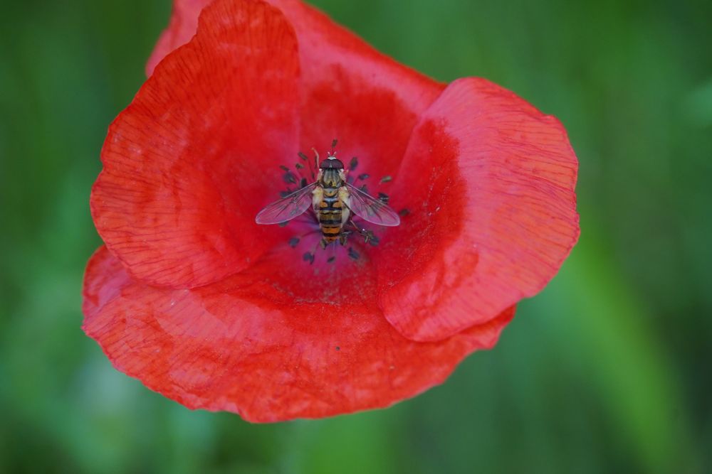 Mittwochsblümchen mit Besucher 1