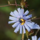 Mittwochsblümchen mit Besucher 2