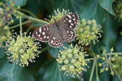 Mittwochsblümchen mit Besucher