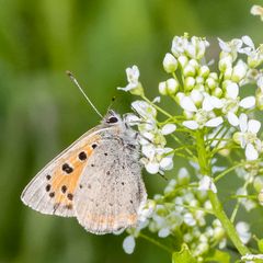 Mittwochsblümchen mit Besucher 24.05. 2023 III