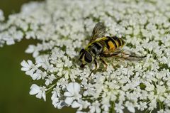 Mittwochsblümchen mit Besucher