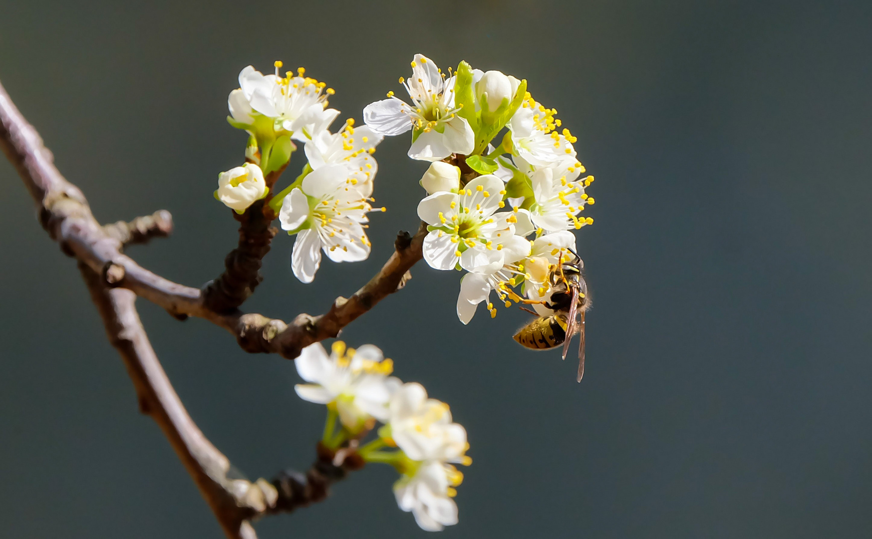 Mittwochsblümchen mit Besucher