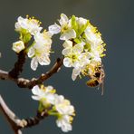 Mittwochsblümchen mit Besucher