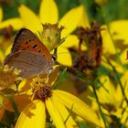 Mittwochsblümchen mit Besucher