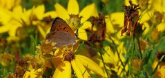 Mittwochsblümchen mit Besucher