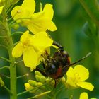 Mittwochsblümchen mit Besucher 