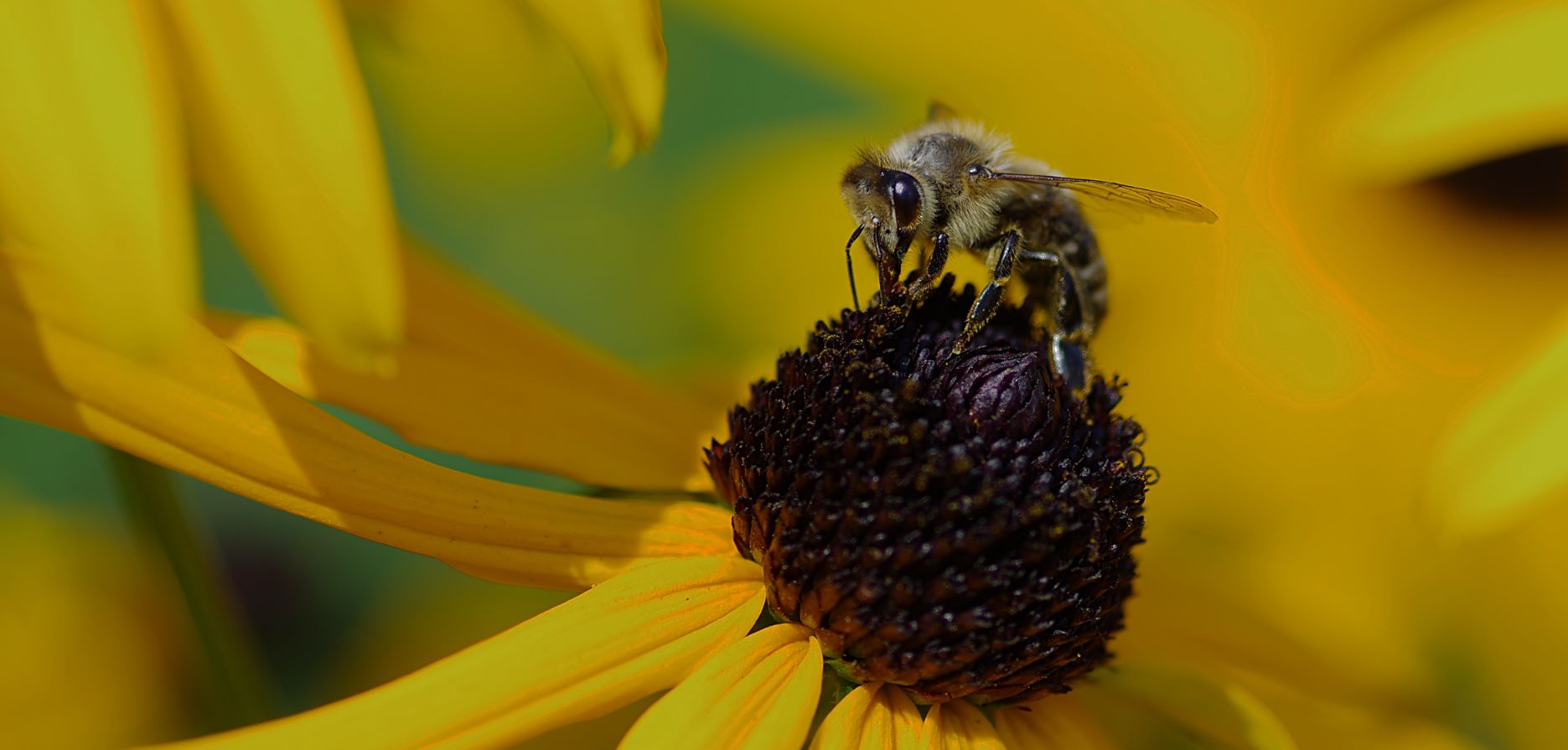 Mittwochsblümchen mit Besucher