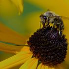 Mittwochsblümchen mit Besucher