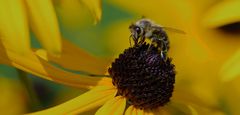 Mittwochsblümchen mit Besucher