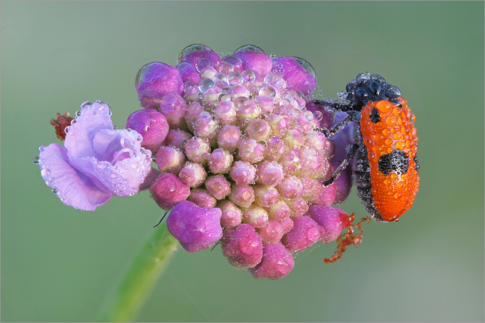 Mittwochsblümchen mit Besucher