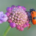 Mittwochsblümchen mit Besucher