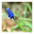 Mittwochsblümchen mit Besucher...