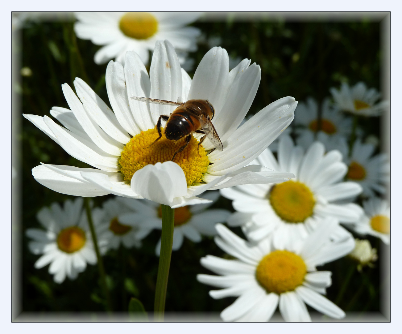 Mittwochsblümchen mit Besucher