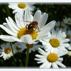 Mittwochsblümchen mit Besucher