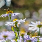 Mittwochsblümchen mit Besucher