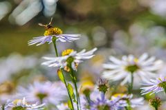 Mittwochsblümchen mit Besucher