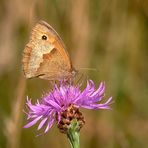 Mittwochsblümchen mit Besucher