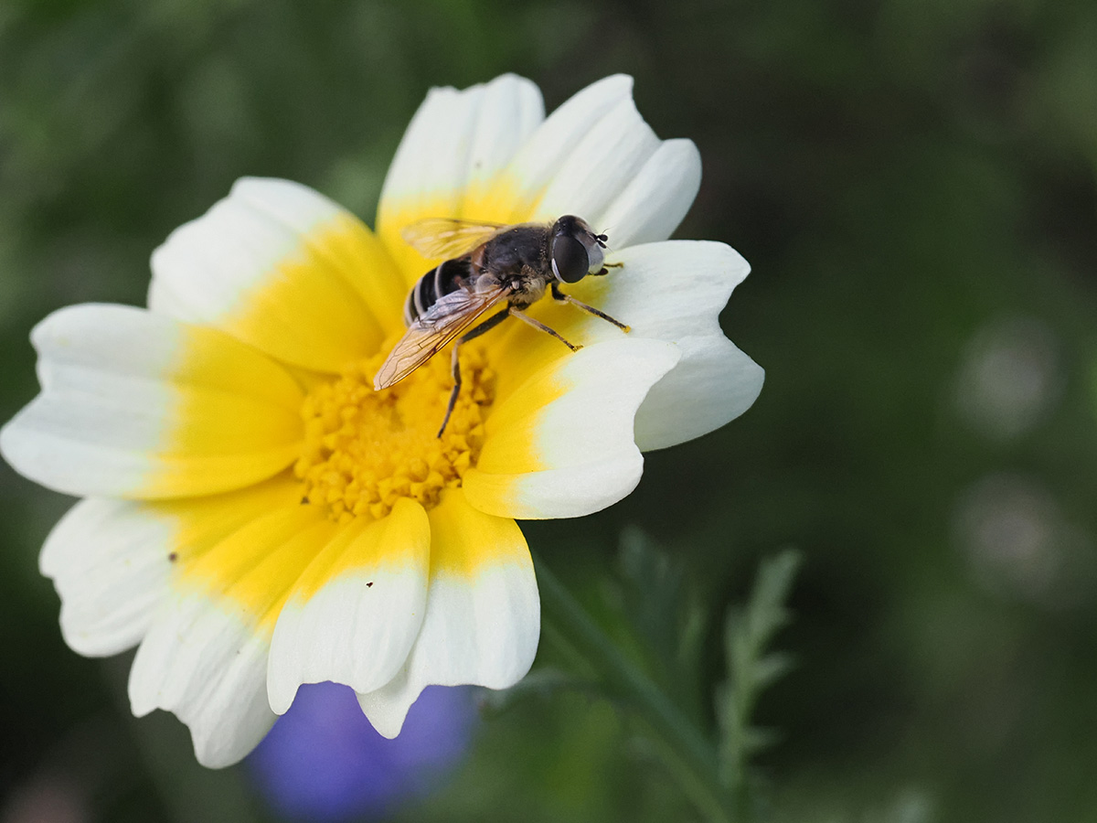 Mittwochsblümchen mit Besucher