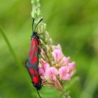 Mittwochsblümchen mit Besucher