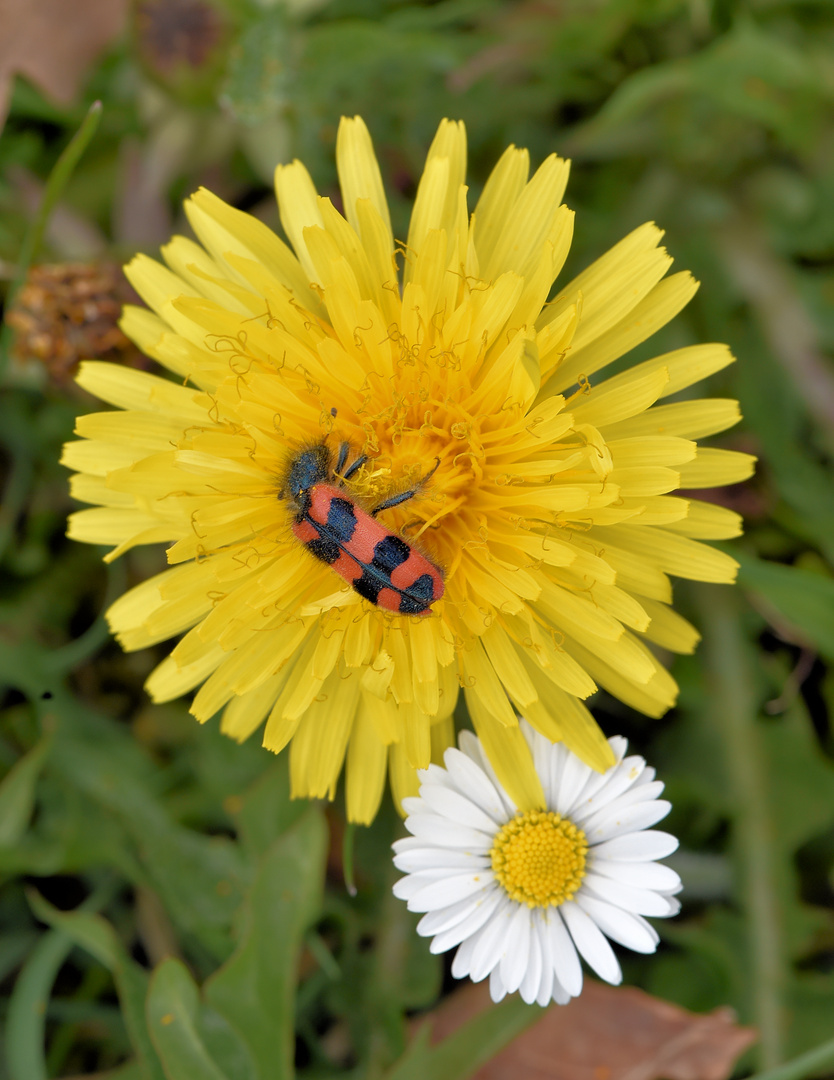 Mittwochsblümchen mit Besucher