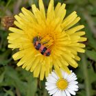 Mittwochsblümchen mit Besucher