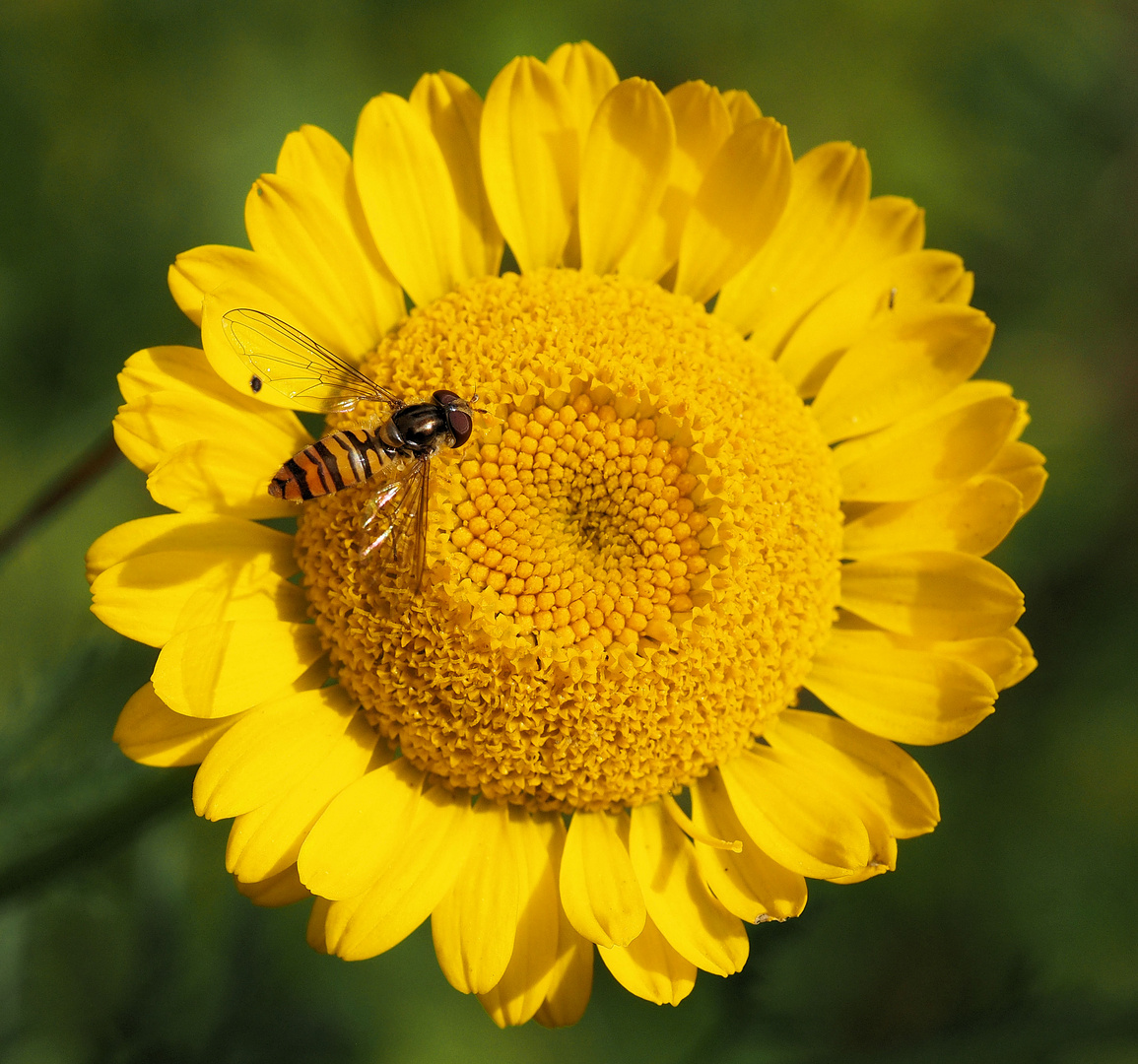 Mittwochsblümchen mit Besucher…