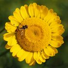 Mittwochsblümchen mit Besucher…