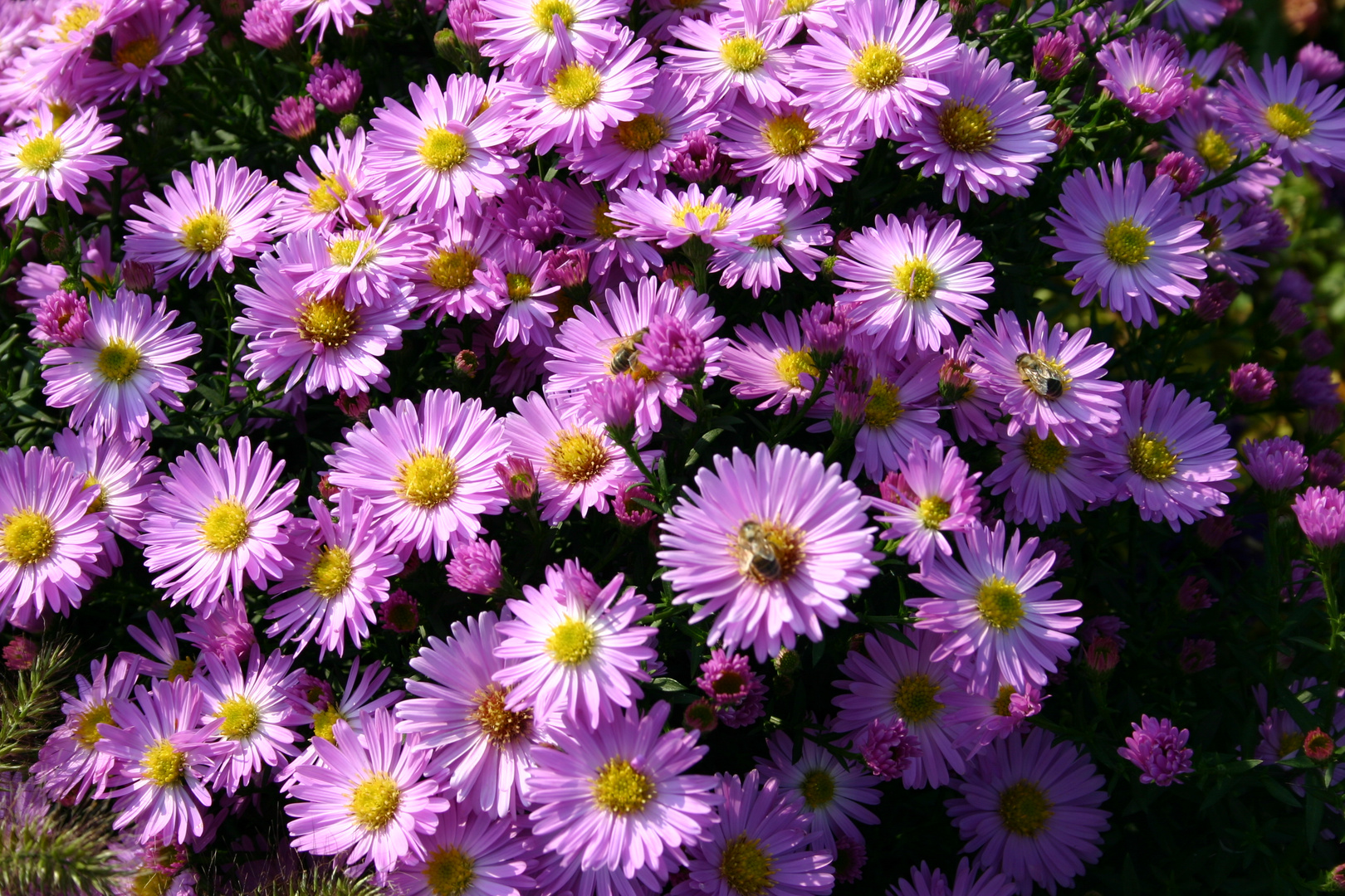 Mittwochsblümchen mit Besucher