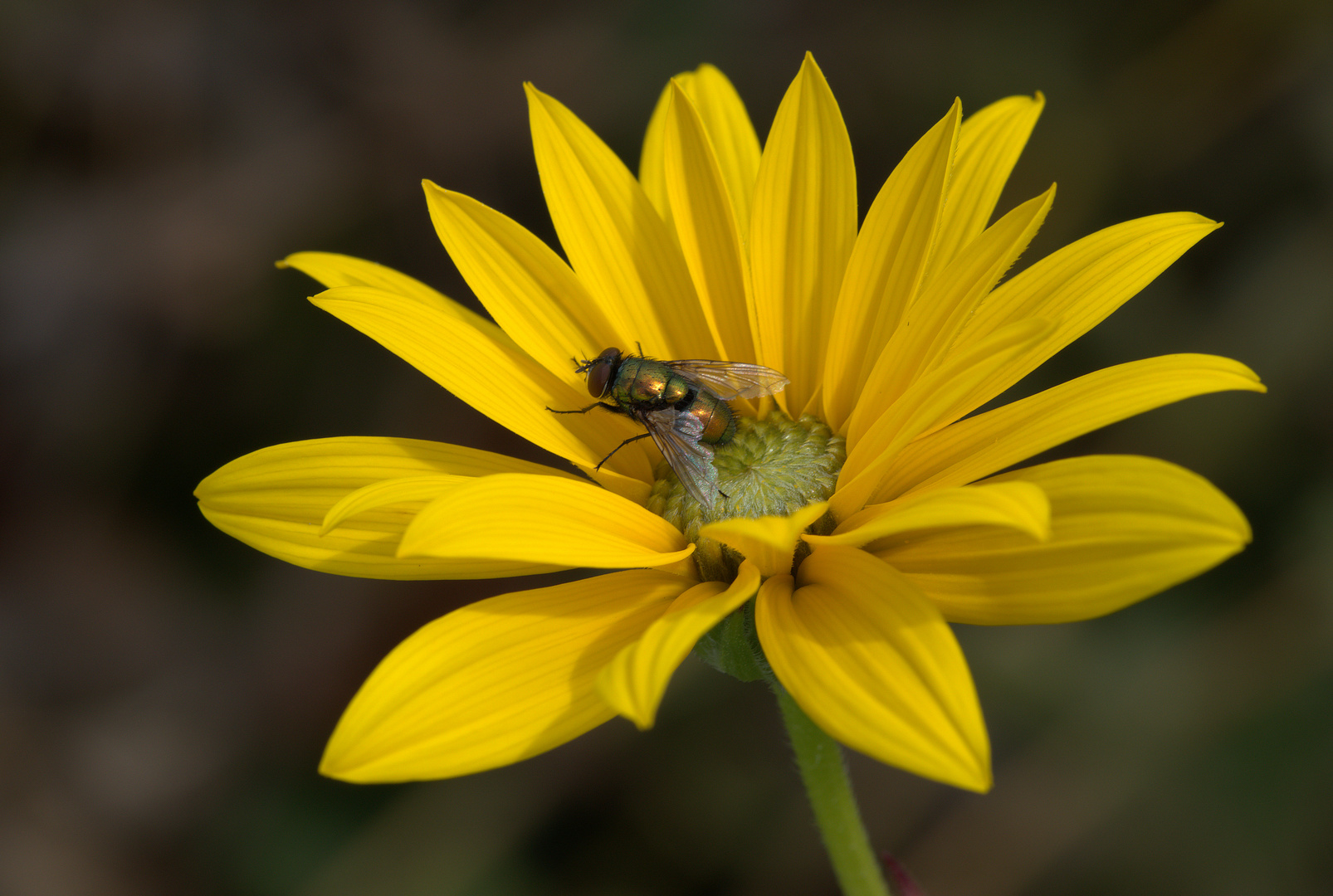 Mittwochsblümchen mit Besucher