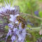 Mittwochsblümchen mit Besucher