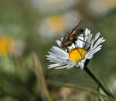 Mittwochsblümchen mit Besucher