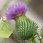 Mittwochsblümchen mit Besucher