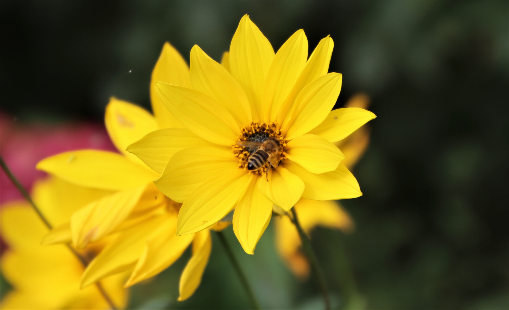 Mittwochsblümchen mit Besucher