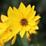 Mittwochsblümchen mit Besucher