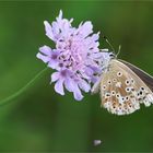 Mittwochsblümchen mit Besucher