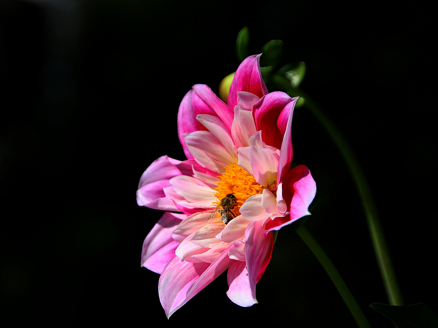 Mittwochsblümchen mit Besucher